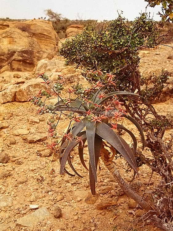 ISI 2025-14 Aloe retrospiciens