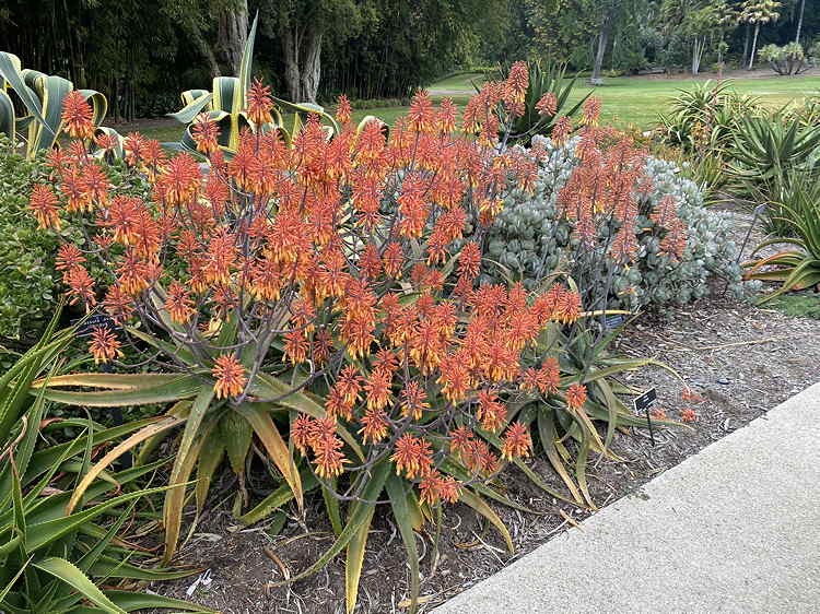 ISI 2025-15 Aloe sinana