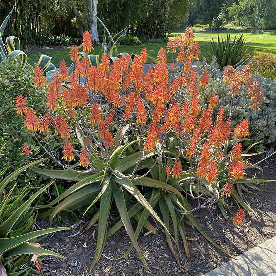 ISI 2025-15 Aloe sinana