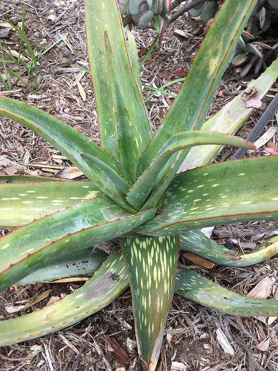 ISI 2025-15 Aloe sinana
