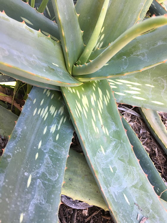 ISI 2025-15 Aloe sinana