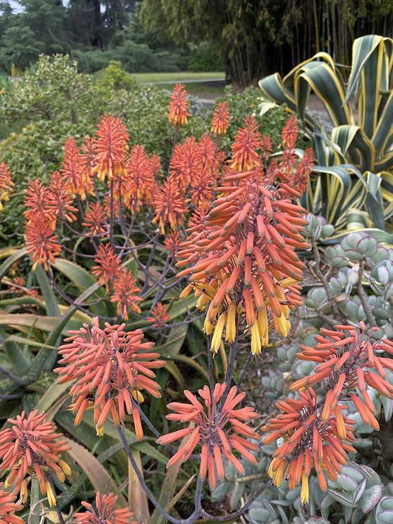ISI 2025-15 Aloe sinana