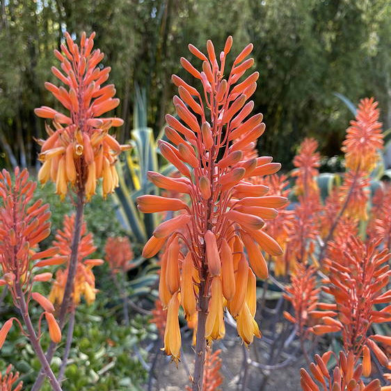 ISI 2025-15 Aloe sinana