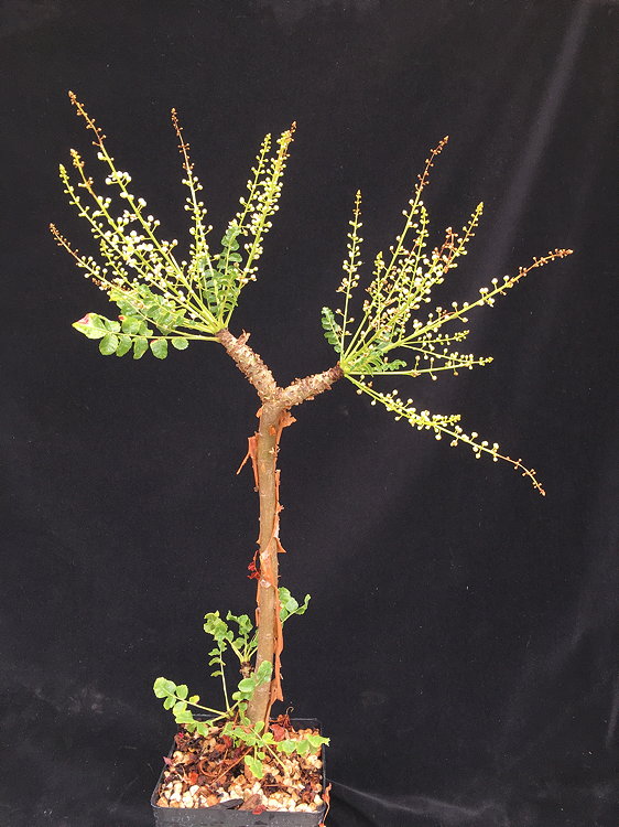 ISI 2025-16 Boswellia sacra