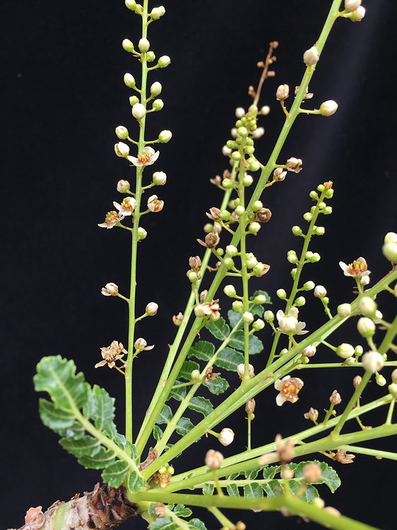 ISI 2025-16 Boswellia sacra