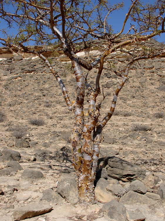 ISI 2025-16 Boswellia sacra