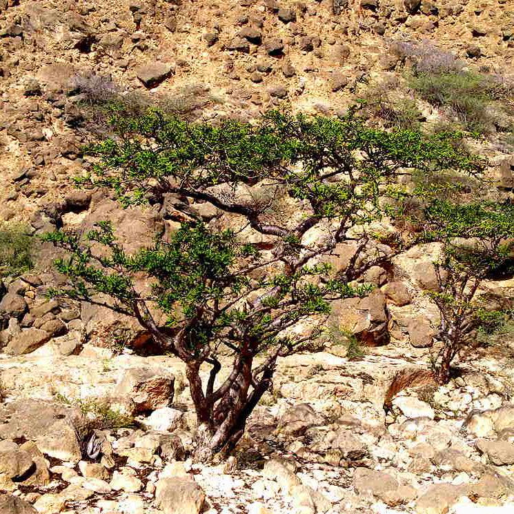 ISI 2025-16 Boswellia sacra