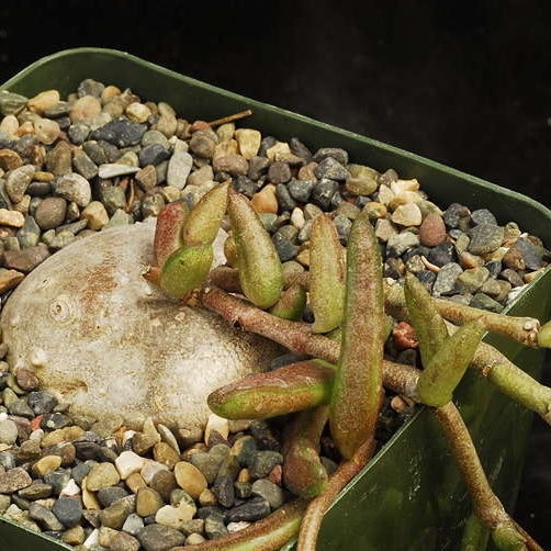 ISI 2025-17 Ceropegia africana
