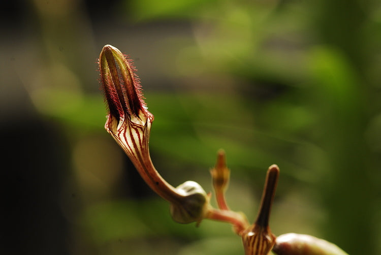 ISI 2025-17 Ceropegia africana
