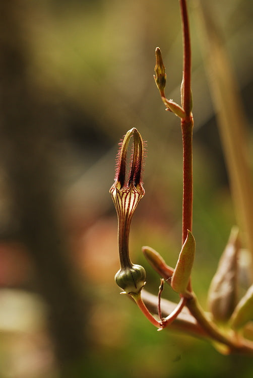 ISI 2025-17 Ceropegia africana