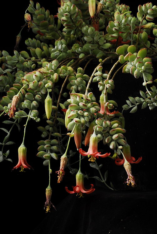 ISI 2025-18 Cotyledon pendens