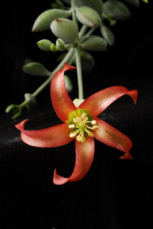 ISI 2025-18 Cotyledon pendens
