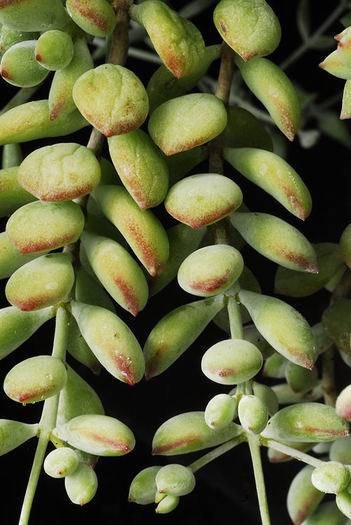 ISI 2025-18 Cotyledon pendens