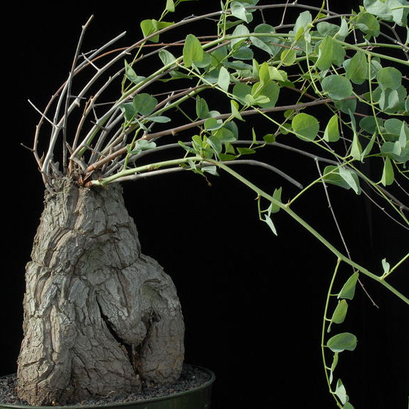 ISI 2025-19 Dioscorea hemicrypta