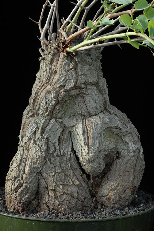 ISI 2025-19 Dioscorea hemicrypta