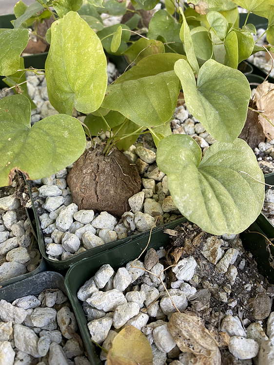 ISI 2025-19 Dioscorea hemicrypta