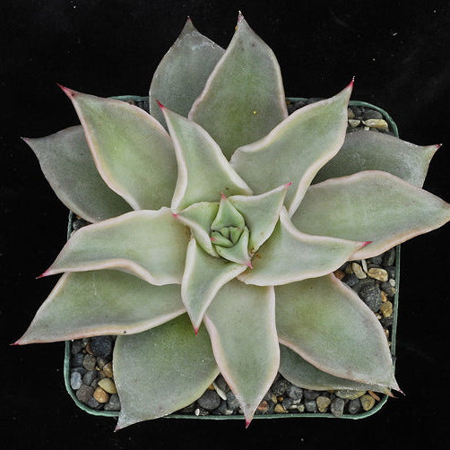 ISI 2025-20 Echeveria 'Madiba'