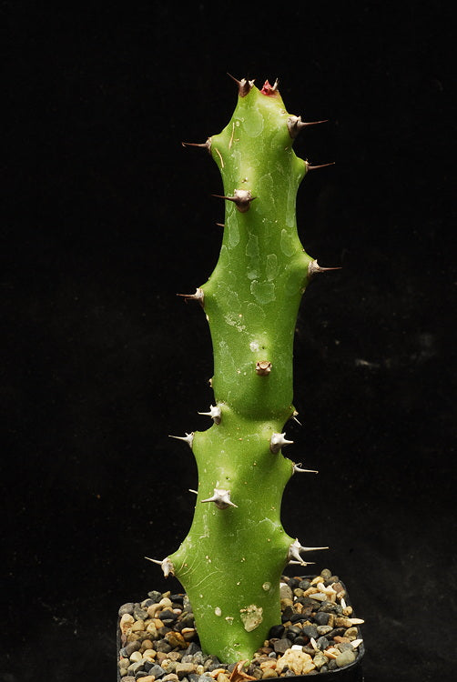 ISI 2025-21 Euphorbia caducifolia