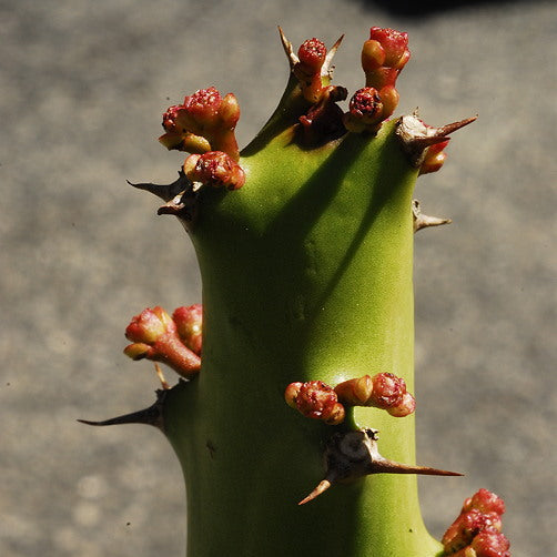 ISI 2025-21 Euphorbia caducifolia