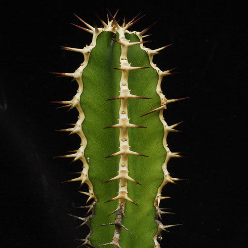 ISI 2025-22 Euphorbia granticola
