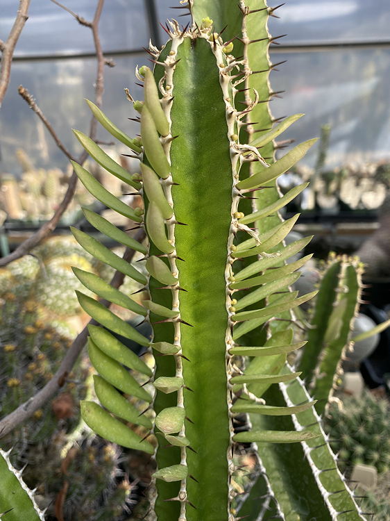ISI 2025-22 Euphorbia granticola