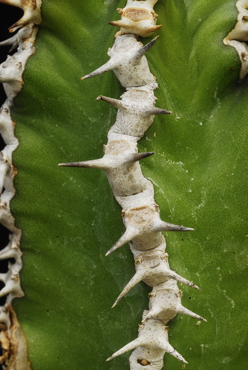 ISI 2025-22 Euphorbia granticola