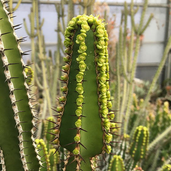 ISI 2025-23 Euphorbia rowlandii