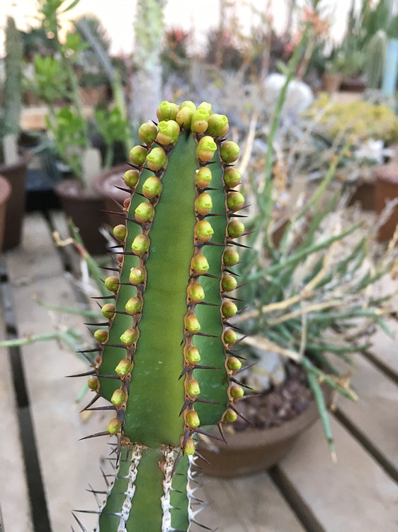 ISI 2025-23 Euphorbia rowlandii