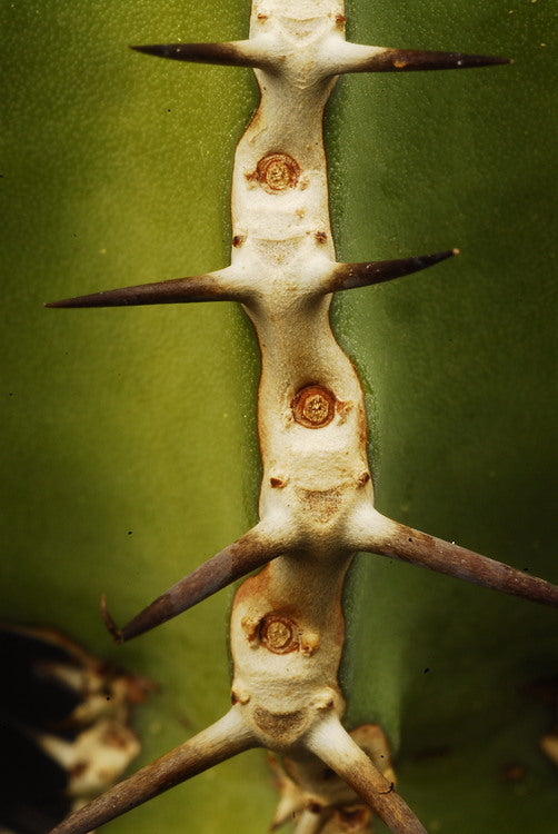 ISI 2025-23 Euphorbia rowlandii