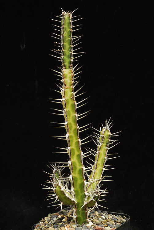 ISI 2025-24 Euphorbia serendipita