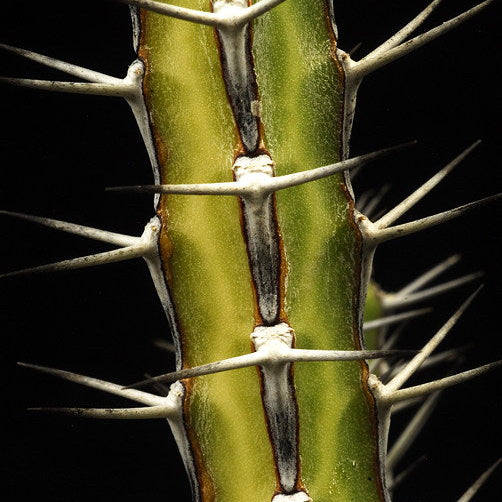 ISI 2025-24 Euphorbia serendipita
