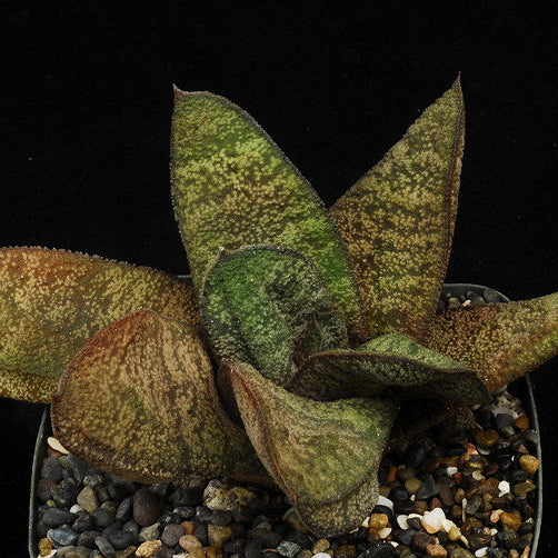 ISI 2025-25 Gasteria batesiana