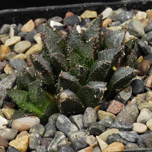 ISI 2025-26 Haworthia maraisii