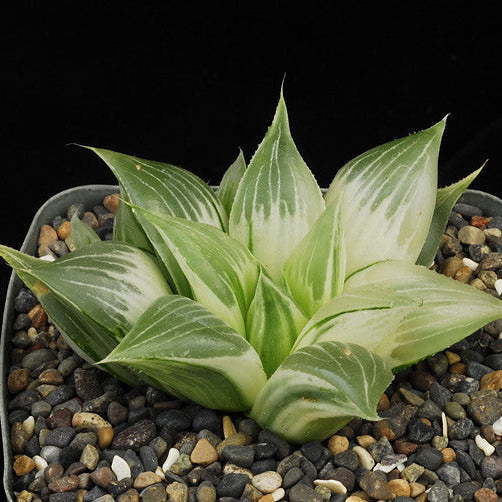 ISI 2025-27 Haworthia retusa 'Owen'