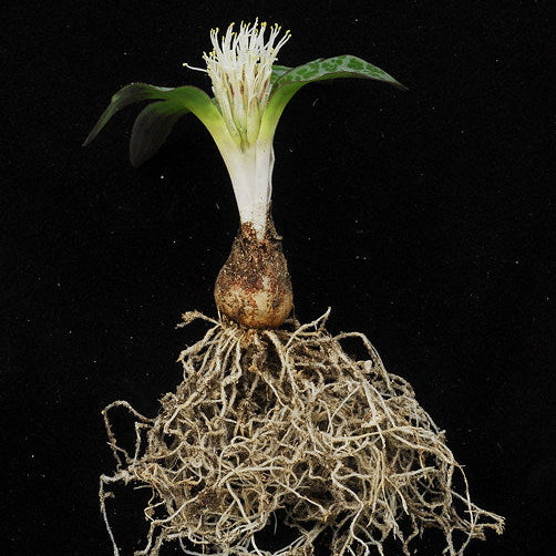 ISI 2025-28 Lachenalia pusilla