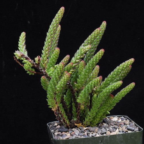 ISI 2025-30 Sedum jurgensenii