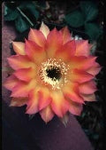 ISI Schick Echinopsis 'Danse Macabre'