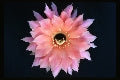 ISI Schick Echinopsis 'Djinni'
