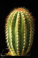 ISI 2025-3 Pilosocereus hermii