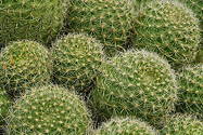 ISI 2025-5 Rebutia fabrisii var. aureiflora