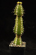 ISI 2025-23 Euphorbia rowlandii