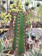 ISI 2025-23 Euphorbia rowlandii