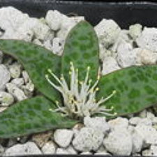 ISI 2025-28 Lachenalia pusilla