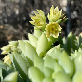 Close-up of a green succulent plant with a yellow flower.